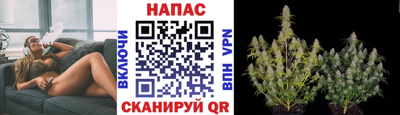 Канабис SATIVA & INDICA Вичуга